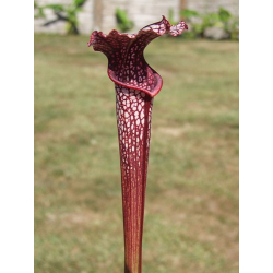 S. alata x S.leucophylla -- “Red select”-Sarracenia hybrides