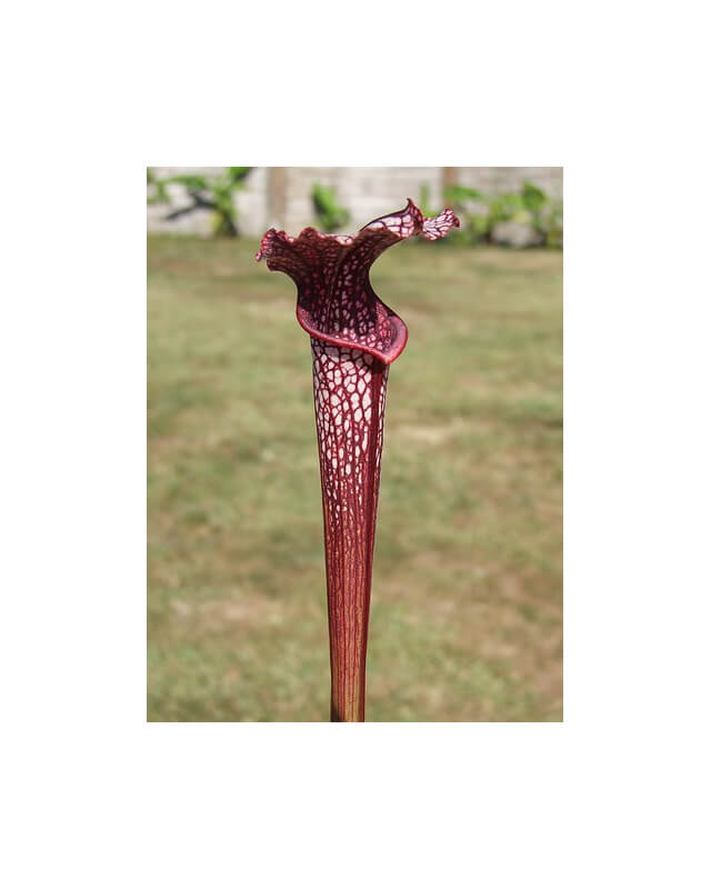 S. alata x S.leucophylla -- “Red select”-Sarracenia hybrides