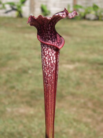 S. alata x S.leucophylla -- “Red select”