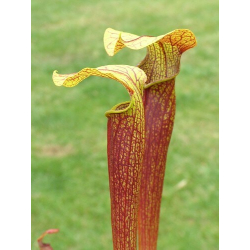 Sarracenia 'Dave'-Sarracenia hybrides