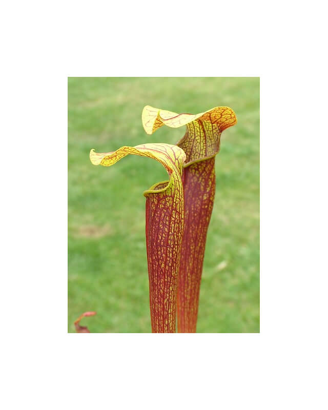 S. ‘Golden-Red Jubilee’-Sarracenia hybrides