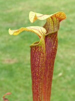 S. ‘Golden-Red Jubilee’