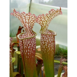 S. (S.alata x S.leucophylla -- Red & Gold) x S.x moorei -- 'Leah Wilkerson'-Sarracenia hybrides