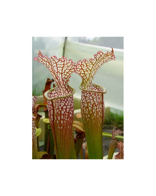 S. (S.alata x S.leucophylla -- Red & Gold) x S.x moorei -- 'Leah Wilkerson'-Sarracenia hybrides