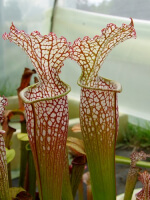 S. (S.alata x S.leucophylla -- Red & Gold) x S.x moorei -- 'Leah Wilkerson'