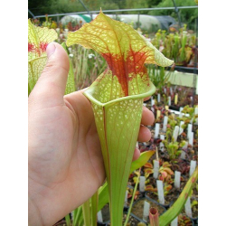 Sarracenia x 'Thomas'-Sarracenia hybrides