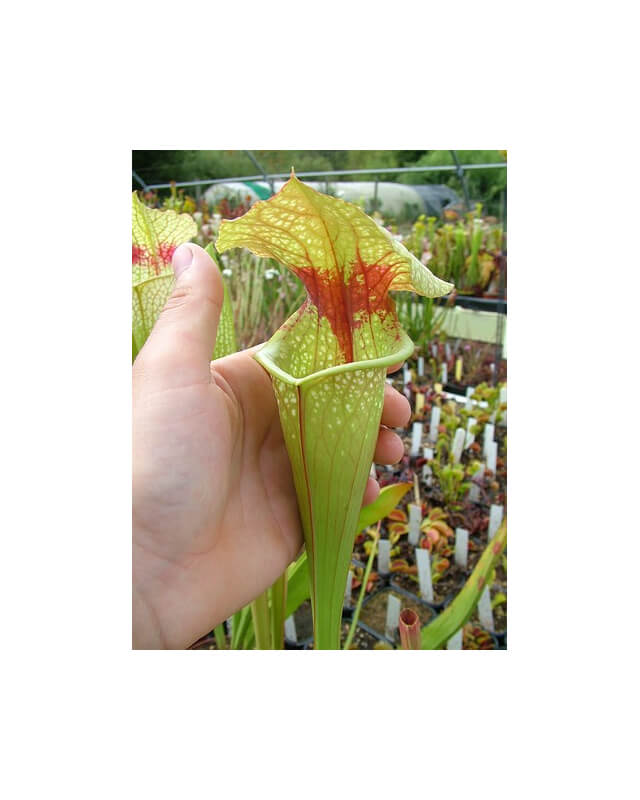 S. Oreophila x S.leucophylla - Giant clone-Sarracenia hybrides