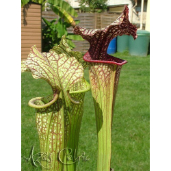 Sarracenia 'French Kiss'-Sarracenia hybrides