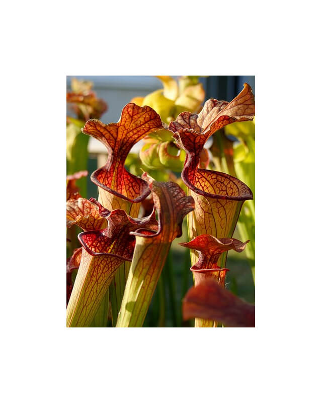 S. 'French Kiss'