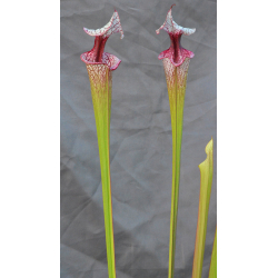 Sarracenia 'Atlas 5'-Sarracenia x Moorei