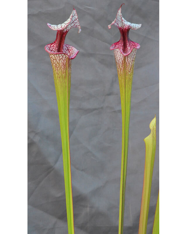 Sarracenia 'Atlas 5'-Sarracenia x Moorei
