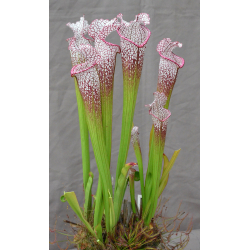 S. leucophylla -- walton, Purple and white pitchers-Sarracenia leucophylla