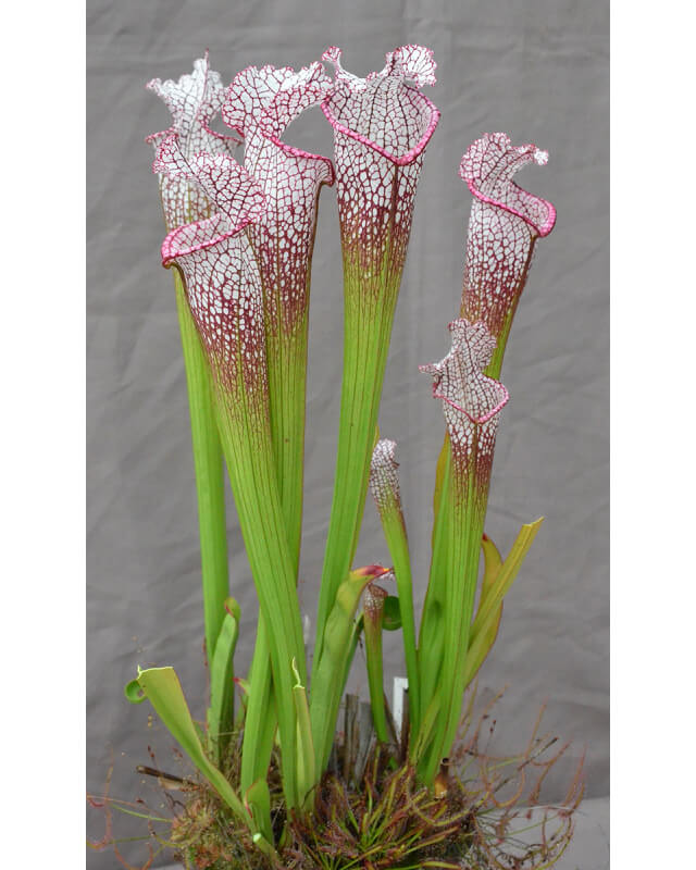 S. leucophylla -- walton, Purple and white pitchers-Sarracenia leucophylla