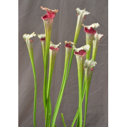 S. leucophylla -- 'Dionne' (Ries van Ool)-Sarracenia leucophylla