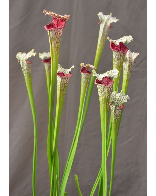 Sarracenia leucophylla --"Pantera rosa"  yellow Flower-Sarracenia leucophylla