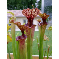 S. 'Bordeaux Red wine'-Sarracenia hybrides