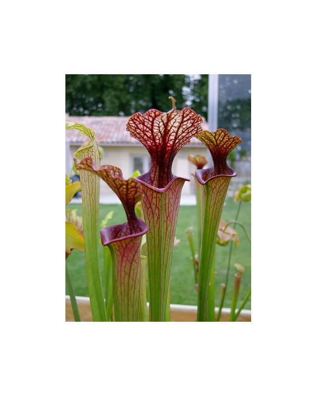 S. 'Bordeaux Red wine'-Sarracenia hybrides