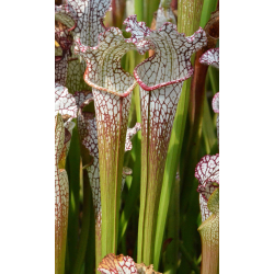 SL21 Sarracenia leucophylla -- Marcos ono-Sarracenia leucophylla