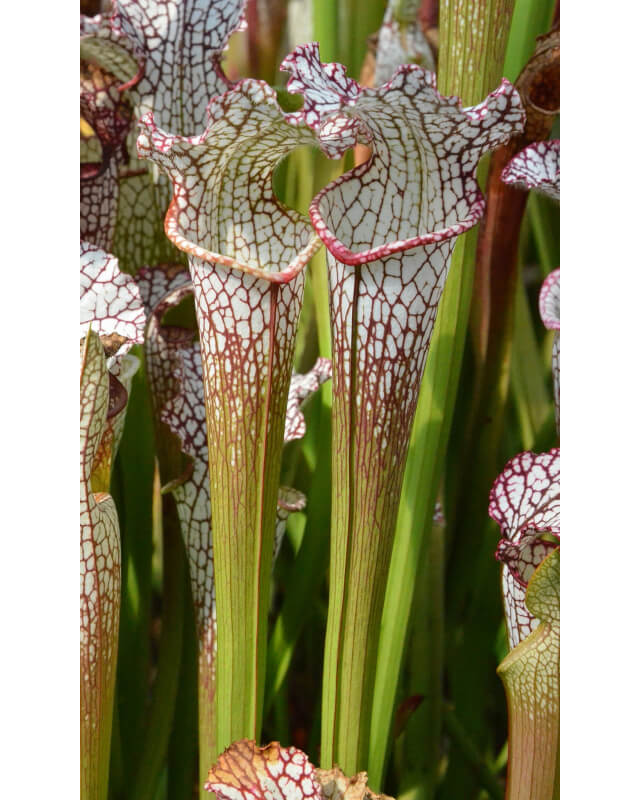 SL21 Sarracenia leucophylla -- Marcos ono-Sarracenia leucophylla