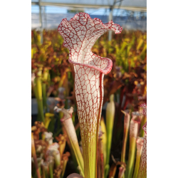 Sarracenia leucophylla -- pensacola, Red and white pitchers-Sarracenia leucophylla