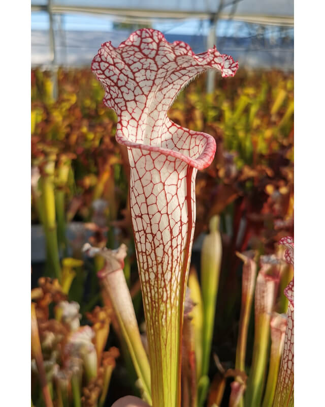 Sarracenia leucophylla -- pensacola, Red and white pitchers-Sarracenia leucophylla