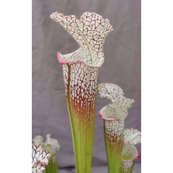 S. leucophylla -- wilkerson bog-Sarracenia leucophylla