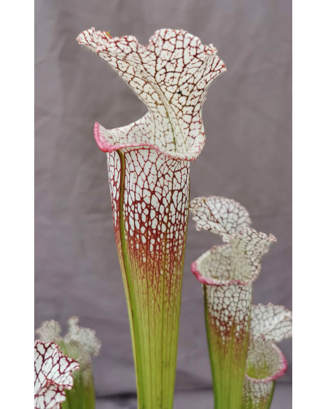 S. leucophylla -- wilkerson bog-Sarracenia leucophylla