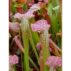((S.purpurea x leucophylla) x purp.venosa) x 'Adrian Slack')-Sarracenia hybrides