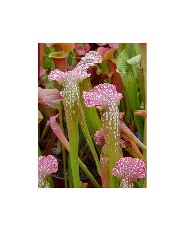 S. x excellens-Sarracenia hybrides