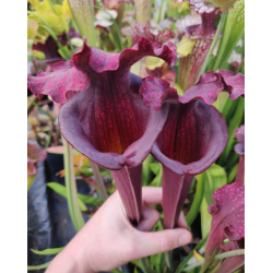 S. 'Everest'-Hybrides Cédric Carnivore's