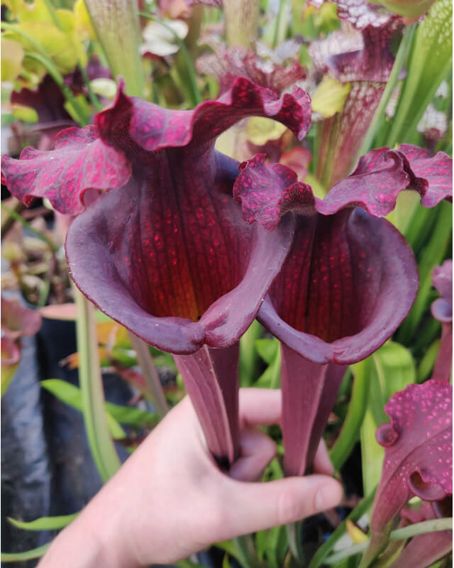 Sarracenia x Moorei -- Very large, Norman Parker x S. leucophylla -- burgundi CLONE SX113A-Hybrides Cédric Carnivore's