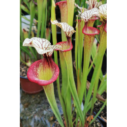 S. 'Trésor sister', cross 'Inspiration' x S.x Moorei -- `Adrian Slack’ sx47b-Hybrides Cédric Carnivore's