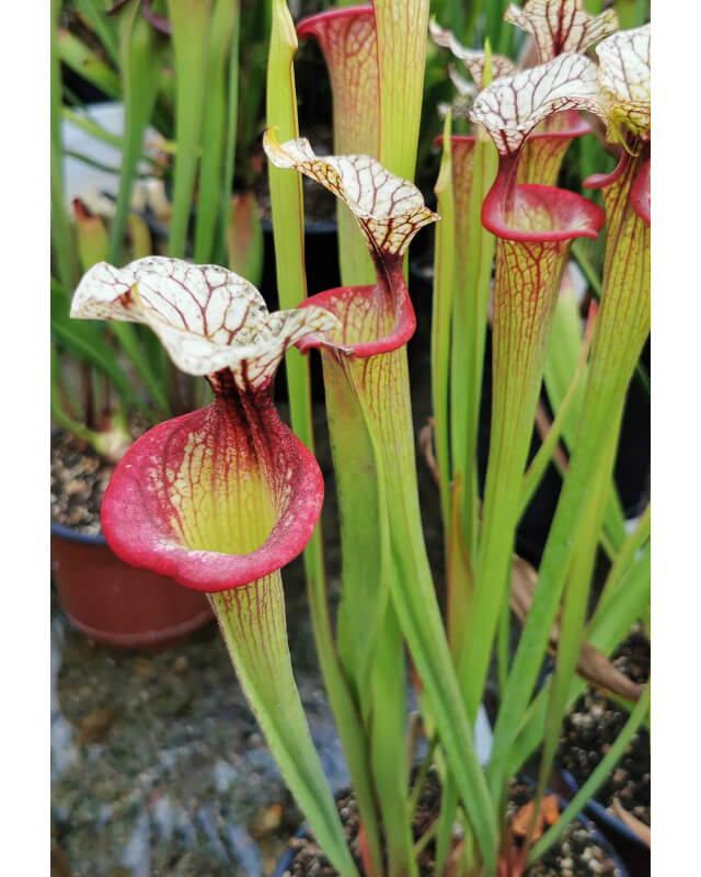 S. 'Trésor sister', cross 'Inspiration' x S.x Moorei -- `Adrian Slack’ sx47b-Hybrides Cédric Carnivore's