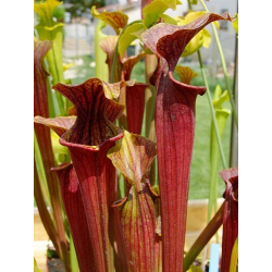 Sarracenia 'Dave'-Sarracenia hybrides