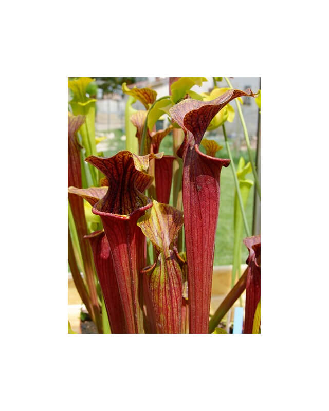 S. flava Red tube x alata Red (All red),(SM)(H26,MK)-Sarracenia hybrides