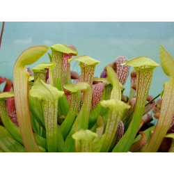 Sarracenia x 'Thomas'-Sarracenia hybrides