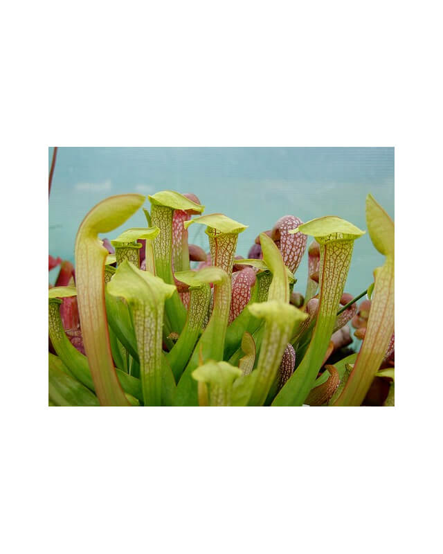 S. ‘Hummer Hammerhead’-Sarracenia hybrides