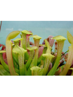 S. ‘Hummer Hammerhead’