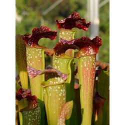 S. x excellens-Sarracenia hybrides