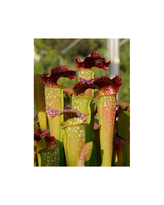 S. x excellens-Sarracenia hybrides
