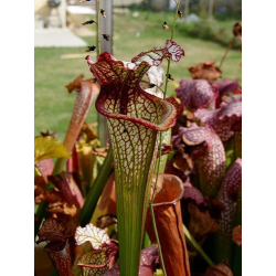 S. 'Lynda Butt'-Sarracenia hybrides