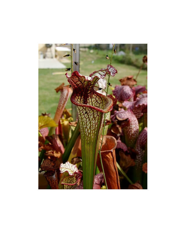 S. 'Lynda Butt'-Sarracenia hybrides