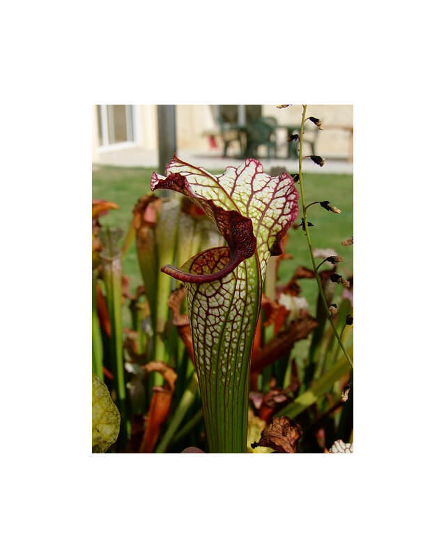 S. 'Lynda Butt'