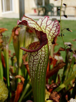 S. 'Lynda Butt'