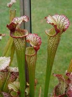 S. 'Lynda Butt'