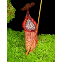 Nepenthes burbidgeae x petiolata BE-4042-Nepenthes d'altitude