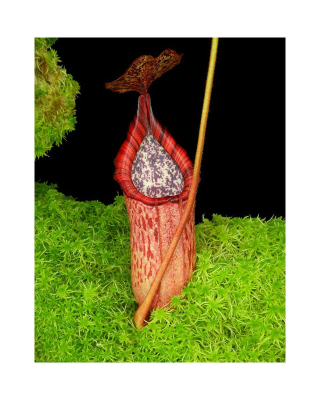 Nepenthes burbidgeae x petiolata BE-4042-Nepenthes d'altitude