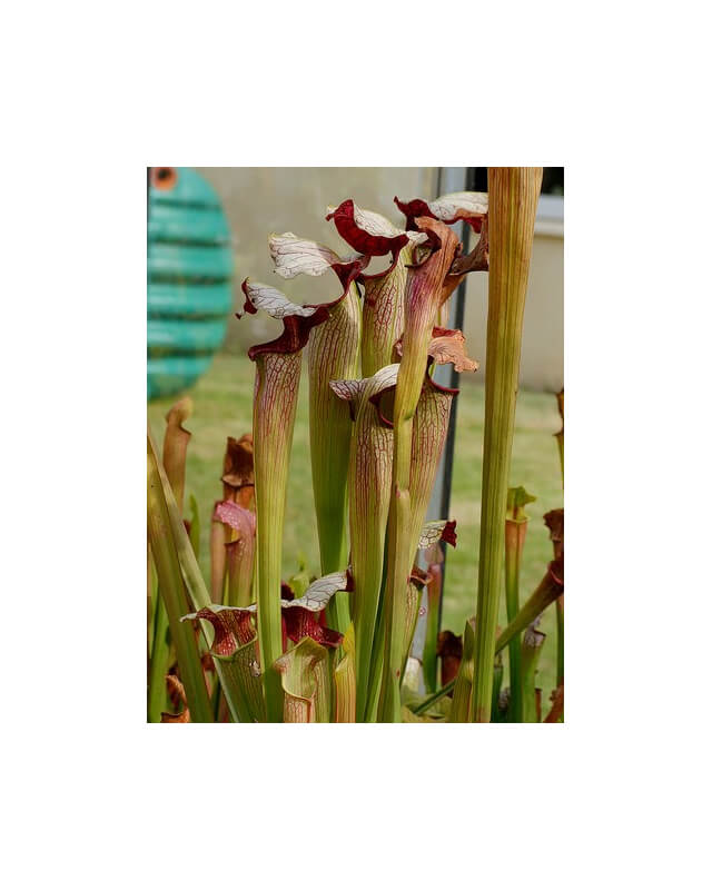 S.x areolata giant
