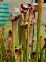 S.x areolata giant