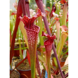 S. leucophylla x oreophila-Sarracenia hybrides